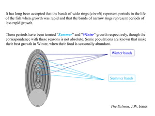 The Salmon, J.W. Jones
These periods have been termed “Summer” and “Winter” growth respectively, though the
correspondence with these seasons is not absolute. Some populations are known that make
their best growth in Winter, when their food is seasonally abundant.
It has long been accepted that the bands of wide rings (circuli) represent periods in the life
of the fish when growth was rapid and that the bands of narrow rings represent periods of
less rapid growth.
Winter bands
Summer bands
 