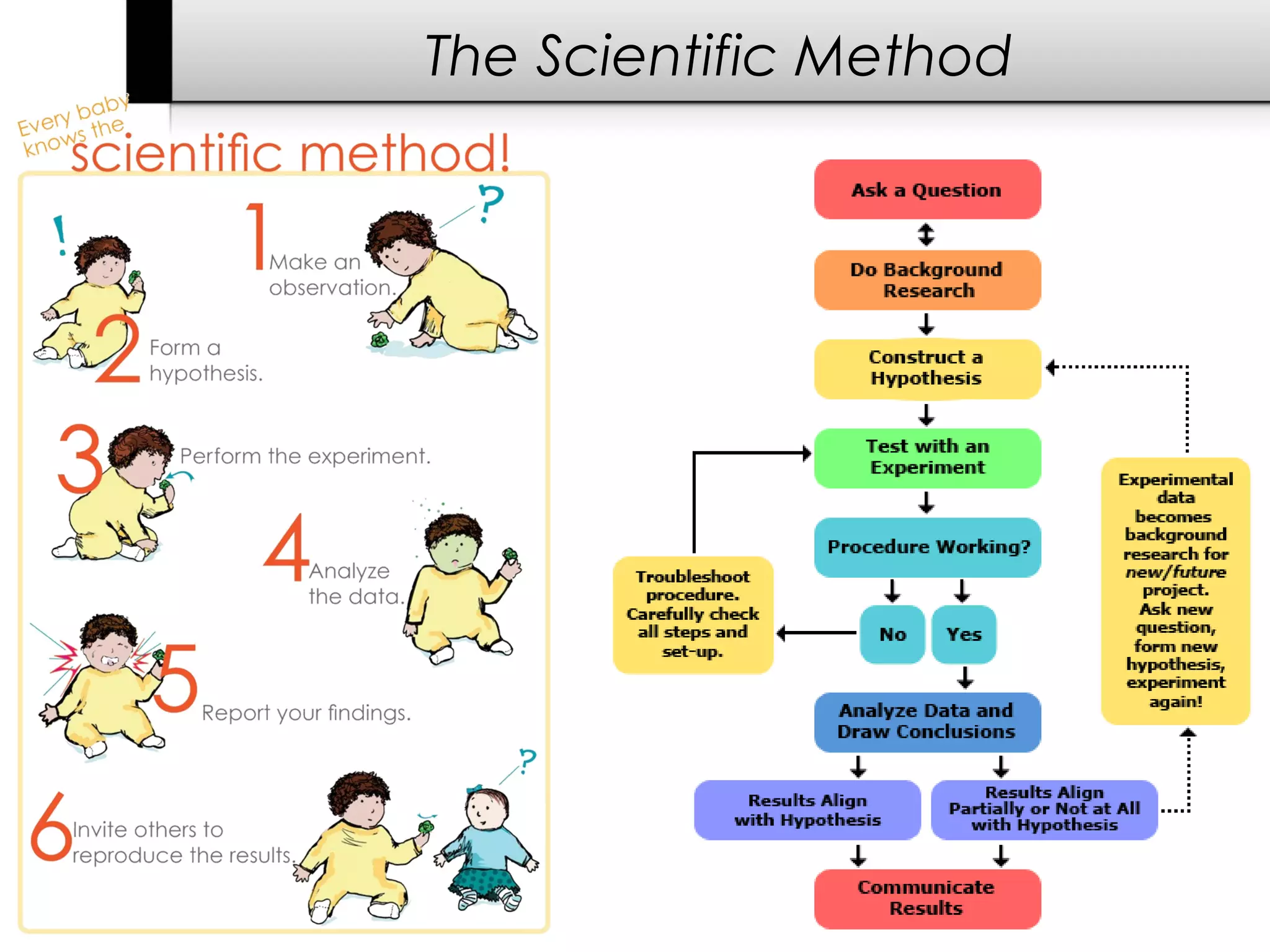 The Scientific Method
 