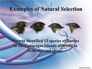 Examples of Natural Selection




 Darwin identified 13 species of finches
  in the Galápagos Islands differing in
          beak size and shape



                                       ALBIO9700/2006JK
 