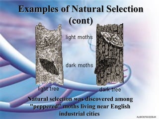Examples of Natural Selection
           (cont)




  Natural selection was discovered among
   "peppered" moths living near English
              industrial cities            ALBIO9700/2006JK
 