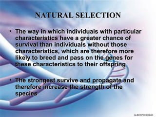 NATURAL SELECTION
• The way in which individuals with particular
  characteristics have a greater chance of
  survival than individuals without those
  characteristics, which are therefore more
  likely to breed and pass on the genes for
  these characteristics to their offspring

• The strongest survive and propagate and
  therefore increase the strength of the
  species


                                           ALBIO9700/2006JK
 