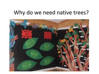 Why do we need native trees? 