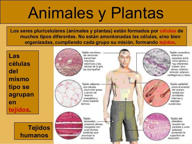 Los seres vivos