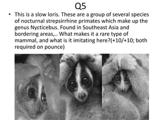 Q5
• This is a slow loris. These are a group of several species
of nocturnal strepsirrhine primates which make up the
genus Nycticebus. Found in Southeast Asia and
bordering areas,.. What makes it a rare type of
mammal, and what is it imitating here?(+10/+10; both
required on pounce)
 