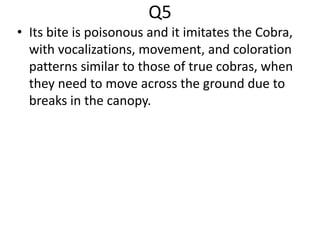 Q5
• Its bite is poisonous and it imitates the Cobra,
with vocalizations, movement, and coloration
patterns similar to those of true cobras, when
they need to move across the ground due to
breaks in the canopy.
 