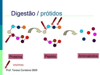 Digestão / prótidos

Proteína
enzimas
Prof. Teresa Condeixa 0809

Péptido

Aminoácidos

 