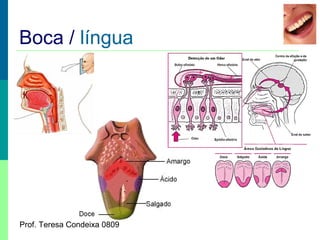 Boca / língua

Prof. Teresa Condeixa 0809

 
