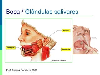 Boca / Glândulas salivares

Prof. Teresa Condeixa 0809

 