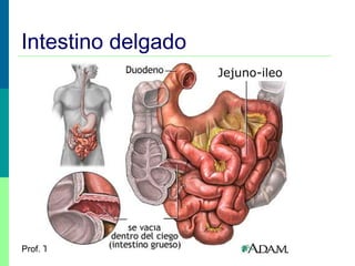 Intestino delgado
Jejuno-ileo

Prof. Teresa Condeixa 0809

 
