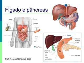 Fígado e pâncreas

Prof. Teresa Condeixa 0809

 