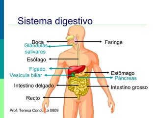 Sistema digestivo
Boca
Glândulas
salivares

Faringe

Esófago
Fígado
Vesícula biliar
Intestino delgado
Recto
Prof. Teresa Condeixa 0809

Estômago
Pâncreas
Intestino grosso

 