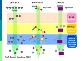 GLÍCIDOS

PRÓTIDOS

LÍPIDOS
Proteínas

Triglicéridos

Amido

Boca
Amilase

Estômago
Proteases
Lipases
Intestino
Amilase
Maltase
Protease
Peptidase
Lipase

Prof. Teresa Condeixa 0809

 