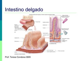 Intestino delgado

Prof. Teresa Condeixa 0809

 