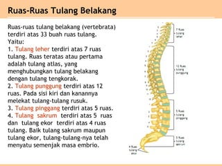 Ruas-ruas tulang belakang (vertebrata)
terdiri atas 33 buah ruas tulang.
Yaitu:
1. Tulang leher terdiri atas 7 ruas
tulang. Ruas teratas atau pertama
adalah tulang atlas, yang
menghubungkan tulang belakang
dengan tulang tengkorak.
2. Tulang punggung terdiri atas 12
ruas. Pada sisi kiri dan kanannya
melekat tulang-tulang rusuk.
3. Tulang pinggang terdiri atas 5 ruas.
4. Tulang sakrum terdiri atas 5 ruas
dan tulang ekor terdiri atas 4 ruas
tulang. Baik tulang sakrum maupun
tulang ekor, tulang-tulang-nya telah
menyatu semenjak masa embrio.
Ruas-Ruas Tulang Belakang
 