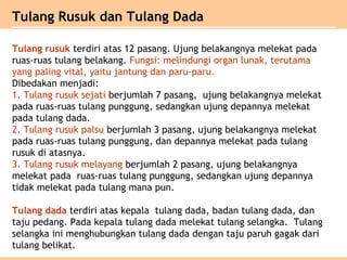 Tulang rusuk terdiri atas 12 pasang. Ujung belakangnya melekat pada
ruas-ruas tulang belakang. Fungsi: melindungi organ lunak, terutama
yang paling vital, yaitu jantung dan paru-paru.
Dibedakan menjadi:
1. Tulang rusuk sejati berjumlah 7 pasang, ujung belakangnya melekat
pada ruas-ruas tulang punggung, sedangkan ujung depannya melekat
pada tulang dada.
2. Tulang rusuk palsu berjumlah 3 pasang, ujung belakangnya melekat
pada ruas-ruas tulang punggung, dan depannya melekat pada tulang
rusuk di atasnya.
3. Tulang rusuk melayang berjumlah 2 pasang, ujung belakangnya
melekat pada ruas-ruas tulang punggung, sedangkan ujung depannya
tidak melekat pada tulang mana pun.
Tulang dada terdiri atas kepala tulang dada, badan tulang dada, dan
taju pedang. Pada kepala tulang dada melekat tulang selangka. Tulang
selangka ini menghubungkan tulang dada dengan taju paruh gagak dari
tulang belikat.
Tulang Rusuk dan Tulang Dada
 