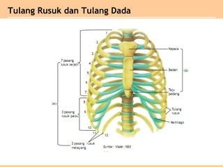 Tulang Rusuk dan Tulang Dada
 