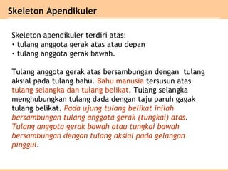 Skeleton apendikuler terdiri atas:
• tulang anggota gerak atas atau depan
• tulang anggota gerak bawah.
Tulang anggota gerak atas bersambungan dengan tulang
aksial pada tulang bahu. Bahu manusia tersusun atas
tulang selangka dan tulang belikat. Tulang selangka
menghubungkan tulang dada dengan taju paruh gagak
tulang belikat. Pada ujung tulang belikat inilah
bersambungan tulang anggota gerak (tungkai) atas.
Tulang anggota gerak bawah atau tungkai bawah
bersambungan dengan tulang aksial pada gelangan
pinggul.
Skeleton Apendikuler
 