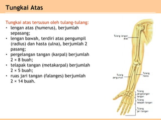 Tungkai atas tersusun oleh tulang-tulang:
• lengan atas (humerus), berjumlah
sepasang;
• lengan bawah, terdiri atas pengumpil
(radius) dan hasta (ulna), berjumlah 2
pasang;
• pergelangan tangan (karpal) berjumlah
2 × 8 buah;
• telapak tangan (metakarpal) berjumlah
2 × 5 buah;
• ruas jari tangan (falanges) berjumlah
2 × 14 buah.
Tungkai Atas
 
