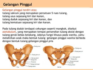 Gelangan pinggul terdiri atas:
tulang sakrum yang merupakan persatuan 5 ruas tulang,
tulang usus sepasang kiri dan kanan,
tulang duduk sepasang kiri dan kanan, dan
tulang kemaluan sepasang kiri dan kanan.
Pada tulang duduk terdapat cekungan seperti mangkok, disebut
asetabulum, yang merupakan tempat persendian tulang aksial dengan
tulang gerak bebas belakang. Adanya fungsi khusus pada wanita, yaitu
melahirkan anak maka bentuk tulang gelangan pinggul wanita berbeda
dengan bentuk tulang gelangan pinggul pria
Gelangan Pinggul
 