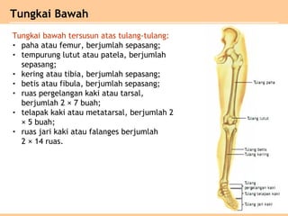 Tungkai bawah tersusun atas tulang-tulang:
• paha atau femur, berjumlah sepasang;
• tempurung lutut atau patela, berjumlah
sepasang;
• kering atau tibia, berjumlah sepasang;
• betis atau fibula, berjumlah sepasang;
• ruas pergelangan kaki atau tarsal,
berjumlah 2 × 7 buah;
• telapak kaki atau metatarsal, berjumlah 2
× 5 buah;
• ruas jari kaki atau falanges berjumlah
2 × 14 ruas.
Tungkai Bawah
 