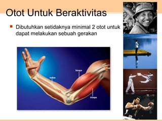  Dibutuhkan setidaknya minimal 2 otot untuk
dapat melakukan sebuah gerakan
Otot Untuk Beraktivitas
 