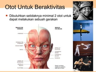  Dibutuhkan setidaknya minimal 2 otot untuk
dapat melakukan sebuah gerakan
Otot Untuk Beraktivitas
 