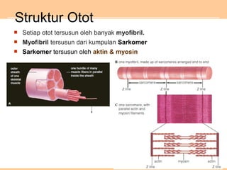  Setiap otot tersusun oleh banyak myofibril.
 Myofibril tersusun dari kumpulan Sarkomer
 Sarkomer tersusun oleh aktin & myosin
Struktur Otot
 