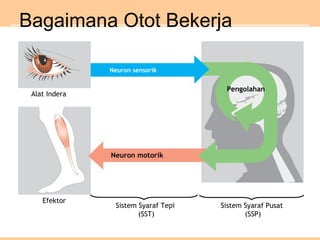 Bagaimana Otot Bekerja
Alat Indera
Efektor
Neuron motorik
Pengolahan
Neuron sensorik
Sistem Syaraf Tepi
(SST)
Sistem Syaraf Pusat
(SSP)
 