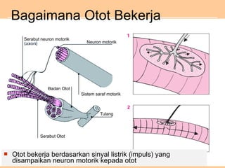 Bagaimana Otot Bekerja
 Otot bekerja berdasarkan sinyal listrik (impuls) yang
disampaikan neuron motorik kepada otot
 