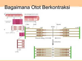 Bagaimana Otot Berkontraksi
 