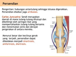 Persendian
Pengertian: hubungan antartulang sehingga leluasa digerakkan.
Persendian disebut juga artikulasi.
Carlos Juncueira: Sendi merupakan
daerah di mana tulang-tulang ditutupi dan
dikelilingi oleh jaringan ikat yang
mempertahankan tulang-tulang bersama
dan menentukan jenis dan derajat
pergerakan di antara mereka.
Menurut besar dan kecilnya gerak
yang terjadi, persendian dapat
dibedakan menjadi sinartrosis,
amfartrosis, diartrosis.
 