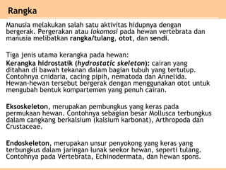 Manusia melakukan salah satu aktivitas hidupnya dengan
bergerak. Pergerakan atau lokomosi pada hewan vertebrata dan
manusia melibatkan rangka/tulang, otot, dan sendi.
Tiga jenis utama kerangka pada hewan:
Kerangka hidrostatik (hydrostatic skeleton): cairan yang
ditahan di bawah tekanan dalam bagian tubuh yang tertutup.
Contohnya cnidaria, cacing pipih, nematoda dan Annelida.
Hewan-hewan tersebut bergerak dengan menggunakan otot untuk
mengubah bentuk kompartemen yang penuh cairan.
Eksoskeleton, merupakan pembungkus yang keras pada
permukaan hewan. Contohnya sebagian besar Mollusca terbungkus
dalam cangkang berkalsium (kalsium karbonat), Arthropoda dan
Crustaceae.
Endoskeleton, merupakan unsur penyokong yang keras yang
terbungkus dalam jaringan lunak seekor hewan, seperti tulang.
Contohnya pada Vertebrata, Echinodermata, dan hewan spons.
Rangka
 