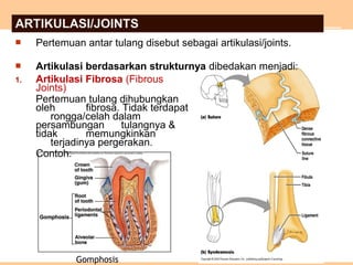 ARTIKULASI/JOINTS
 Pertemuan antar tulang disebut sebagai artikulasi/joints.
 Artikulasi berdasarkan strukturnya dibedakan menjadi:
Gomphosis
1. Artikulasi Fibrosa (Fibrous
Joints)
Pertemuan tulang dihubungkan
oleh fibrosa. Tidak terdapat
rongga/celah dalam
persambungan tulangnya &
tidak memungkinkan
terjadinya pergerakan.
Contoh:
 