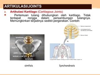 ARTIKULASI/JOINTS
2. Artikulasi Kartilago (Cartilagous Joints)
 Pertemuan tulang dihubungkan oleh kartilago. Tidak
terdapat rongga dalam persambungan tulangnya.
Memungkinkan terjadinya sedikit pergerakan. Contoh:
simfisis Synchondrosis
 