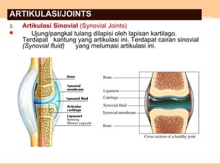 ARTIKULASI/JOINTS
3. Artikulasi Sinovial (Synovial Joints)
 Ujung/pangkal tulang dilapisi oleh lapisan kartilago.
Terdapat kantung yang artikulasi ini. Terdapat cairan sinovial
(Synovial fluid) yang melumasi artikulasi ini.
 