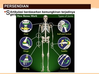  Artikulasi berdasarkan kemungkinan terjadinya
gerakan:S
PERSENDIAN
 