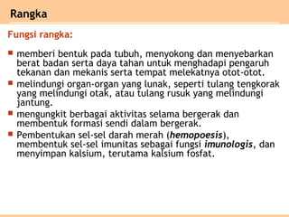  memberi bentuk pada tubuh, menyokong dan menyebarkan
berat badan serta daya tahan untuk menghadapi pengaruh
tekanan dan mekanis serta tempat melekatnya otot-otot.
 melindungi organ-organ yang lunak, seperti tulang tengkorak
yang melindungi otak, atau tulang rusuk yang melindungi
jantung.
 mengungkit berbagai aktivitas selama bergerak dan
membentuk formasi sendi dalam bergerak.
 Pembentukan sel-sel darah merah (hemopoesis),
membentuk sel-sel imunitas sebagai fungsi imunologis, dan
menyimpan kalsium, terutama kalsium fosfat.
Rangka
Fungsi rangka:
 