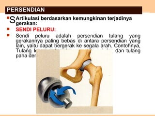  Artikulasi berdasarkan kemungkinan terjadinya
gerakan:
 SENDI PELURU:
 Sendi peluru adalah persendian tulang yang
gerakannya paling bebas di antara persendian yang
lain, yaitu dapat bergerak ke segala arah. Contohnya,
Tulang lengan atas dengan gelang bahu dan tulang
paha dengan gelang panggul.
S
PERSENDIAN
 
