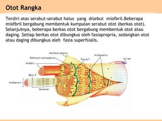 Otot Rangka
Terdiri atas serabut-serabut halus yang disebut miofbril.Beberapa
miofbril bergabung membentuk kumpulan serabut otot (berkas otot).
Selanjutnya, beberapa berkas otot bergabung membentuk otot atau
daging. Setiap berkas otot dibungkus oleh fasiapropria, sedangkan otot
atau daging dibungkus oleh fasia superfsialis.
 