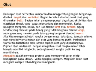 Otot
Gabungan otot berbentuk kumparan dan menggembung bagian tengahnya,
disebut empal atau ventrikel. Bagian tersebut disebut pusat otot yang
dinamakan belli. Bagian inilah yang mempunyai daya kontraktibilitas dan
elastisitas tinggi, yang dapat memanjang dan memendek. Kedua
ujungnya mengecil, keras, dan liat disebut urat atau tendon. Ujung
tendon yang melekat pada tulang yang tidak bergerak disebut origo,
sedangkan yang melekat pada tulang yang bergerak disebut insersi.
Jika kita mengamati otot rangka dengan mata telanjang, tampak adanya
otot yang berwarna merah dan otot yang berwarna putih. Perbedaan
warna itu disebabkan oleh jumlah pigmen otot yang dikandungnya.
Pigmen otot ini dikenal dengan mioglobin. Otot rangka merah lebih
banyak memiliki mioglobin, sedangkan otot rangka putih kurang
memilikinya.
Mioglobin adalah senyawa protein yang mempunyai peran mirip
hemoglobin pada darah, yaitu mengikat oksigen. Mioglobin lebih kuat
mengikat oksigen dibandingkan hemoglobin
 