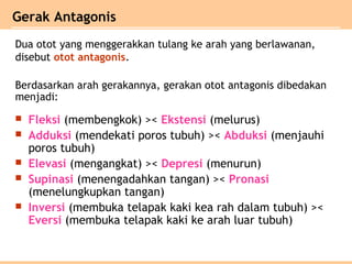 Gerak Antagonis
Dua otot yang menggerakkan tulang ke arah yang berlawanan,
disebut otot antagonis.
 Fleksi (membengkok) >< Ekstensi (melurus)
 Adduksi (mendekati poros tubuh) >< Abduksi (menjauhi
poros tubuh)
 Elevasi (mengangkat) >< Depresi (menurun)
 Supinasi (menengadahkan tangan) >< Pronasi
(menelungkupkan tangan)
 Inversi (membuka telapak kaki kea rah dalam tubuh) ><
Eversi (membuka telapak kaki ke arah luar tubuh)
Berdasarkan arah gerakannya, gerakan otot antagonis dibedakan
menjadi:
 