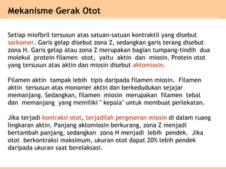 Mekanisme Gerak Otot
Setiap miofbril tersusun atas satuan-satuan kontraktil yang disebut
sarkomer. Garis gelap disebut zona Z, sedangkan garis terang disebut
zona H. Garis gelap atau zona Z merupakan bagian tumpang-tindih dua
molekul protein filamen otot, yaitu aktin dan miosin. Protein otot
yang tersusun atas aktin dan miosin disebut aktomiosin.
Filamen aktin tampak lebih tipis daripada filamen miosin. Filamen
aktin tersusun atas monomer aktin dan berkedudukan sejajar
memanjang. Sedangkan, filamen miosin merupakan filamen tebal
dan memanjang yang memiliki " kepala" untuk membuat perlekatan.
Jika terjadi kontraksi otot, terjadilah pergeseran miosin di dalam ruang
lingkaran aktin. Panjang aktomiosin berkurang, zona Z menjadi
bertambah panjang, sedangkan zona H menjadi lebih pendek. Jika
otot berkontraksi maksimum, ukuran otot dapat 20% lebih pendek
daripada ukuran saat berelaksasi.
 