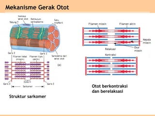 Struktur sarkomer
Otot berkontraksi
dan berelaksasi
Mekanisme Gerak Otot
 