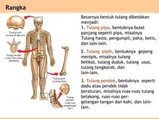 Besarnya bentuk tulang dibedakan
menjadi:
1. Tulang pipa, bentuknya bulat
panjang seperti pipa, misalnya
Tulang hasta, pengumpil, paha, betis,
dan lain-lain.
2. Tulang pipih, bentuknya gepeng
menipis, misalnya tulang
belikat, tulang duduk, tulang usus,
tulang tengkorak, dan
lain-lain.
3. Tulang pendek, bentuknya seperti
dadu atau pendek tidak
beraturan, misalnya ruas-ruas tulang
belakang, ruas-ruas per-
gelangan tangan dan kaki, dan lain-
lain.
Rangka
 