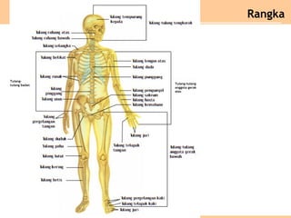 Tulang-
tulang badan Tulang-tulang
anggota gerak
atas
Rangka
 