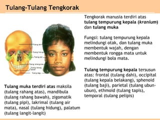Tulang-Tulang Tengkorak
Tengkorak manusia terdiri atas
tulang tempurung kepala (kranium)
dan tulang muka
Fungsi: tulang tempurung kepala
melindungi otak, dan tulang muka
membentuk wajah, dengan
membentuk rongga mata untuk
melindungi bola mata.
Tulang tempurung kepala tersusun
atas: frontal (tulang dahi), occipital
(tulang kepala belakang), sphenoid
(tulang baji), parietal (tulang ubun-
ubun), ethmoid (tulang tapis),
temporal (tulang pelipis)
Tulang muka terdiri atas maksila
(tulang rahang atas), mandibula
(tulang rahang bawah), zigomatik
(tulang pipi), lakrimal (tulang air
mata), nasal (tulang hidung), palatum
(tulang langit-langit)
 