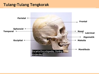 Parietal
Sphenoid
Temporal
Occipital
Frontal
Zigomatik
Maksila
Mandibula
Lakrimal
Nasal
Tulang-Tulang Tengkorak
 