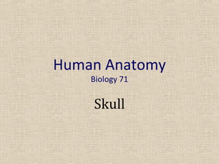 Human Anatomy
    Biology 71


    Skull
 