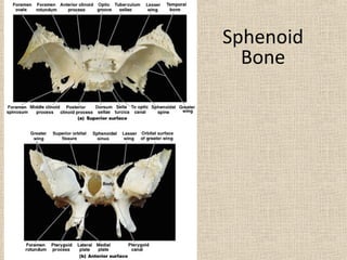 01 skull | PPT