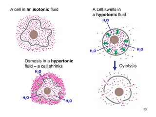 Cytolysis A cell in an  isotonic  fluid   H 2 O H 2 O H 2 O Osmosis in a  hypertonic fluid – a cell shrinks H 2 O H 2 O H 2 O A cell swells in a  hypotonic  fluid 
